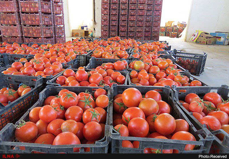 بارندگی‌های جنوب باعث افزایش قیمت گوجه فرنگی شده و قیمت آن در میادین افزایش یافته است