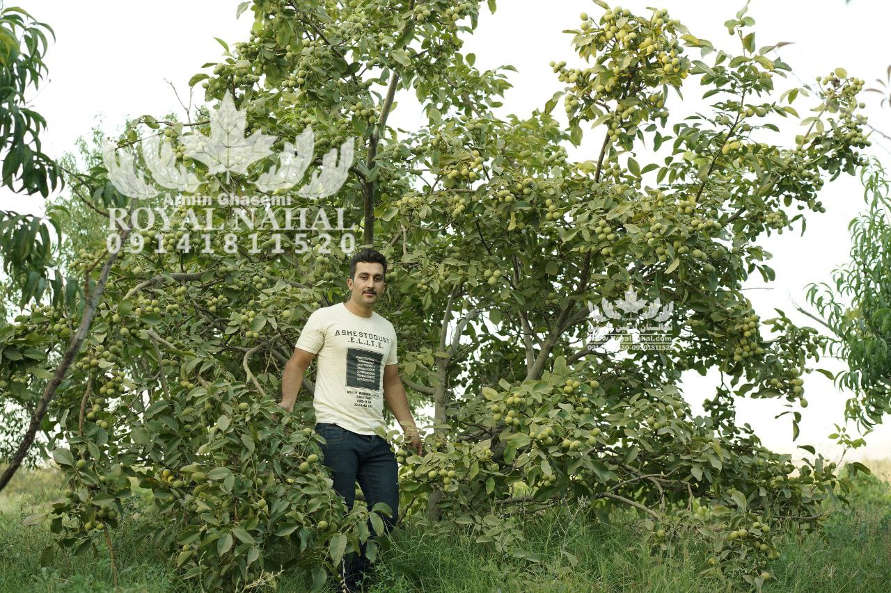 نهال کاری؛ کاشت خوشبختی، چیدمان شیرینی