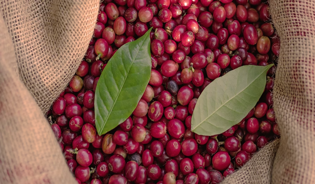 معرفی انواع قهوه عربیکا و راهنمای انتخاب بهترین قهوه عربیکا برای مصرف خانگی و کافهها فرق قهوه عربیکا و روبوستا