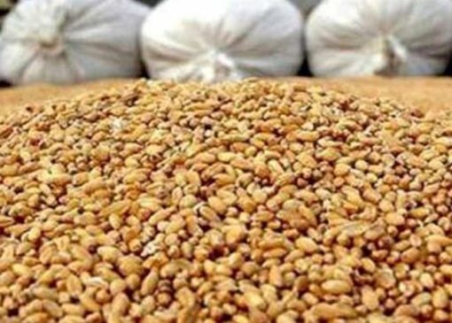 ادعای تعطیلی 75 درصد کارخانجات خوراک دام به دلیل نبوده نهاده