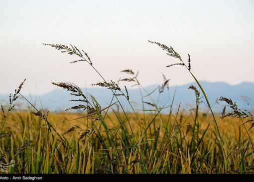 برنج «کیان» و «هستی» بزودی معرفی می‌شوند
