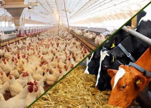 آغاز اجرای مصوبه دولت برای ساماندهی واردات و عرضه نهاده‌های دامی