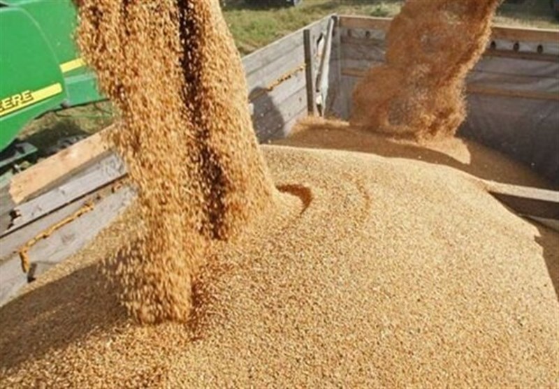 اختصاصی/ قیمت خرید تضمینی جو و ذرت 23 هزار تومان تعیین شد