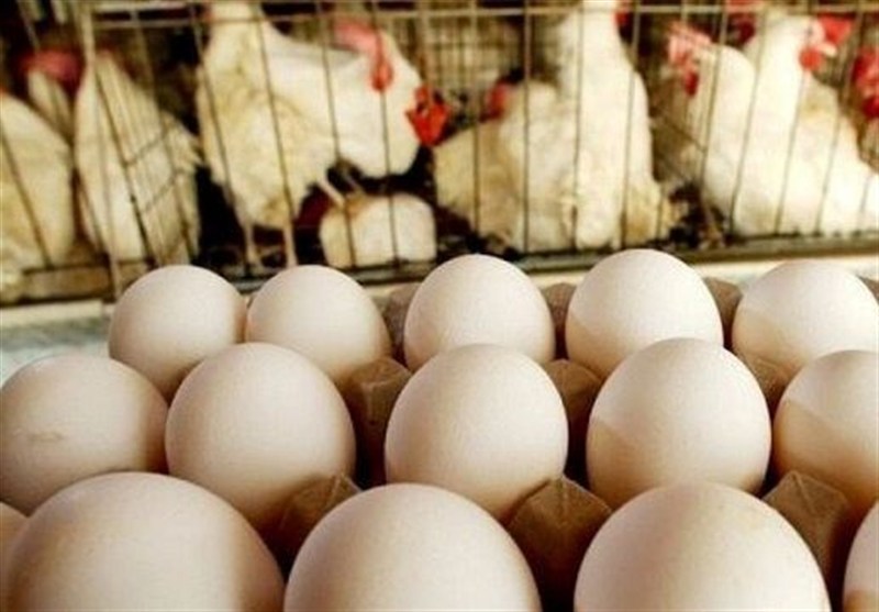 افزایش بی سابقه قیمت تخم مرغ در سایه نبود نظارت