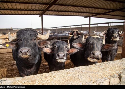 صدور مجوز واردات گوشت گاومیش از هند با قیمت 4.5 یورو +سند