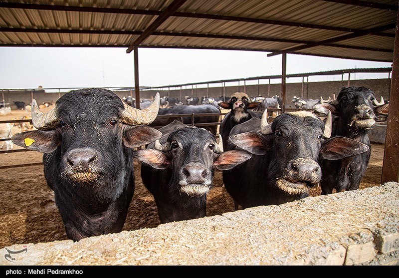 صدور مجوز واردات گوشت گاومیش از هند با قیمت 4.5 یورو +سند