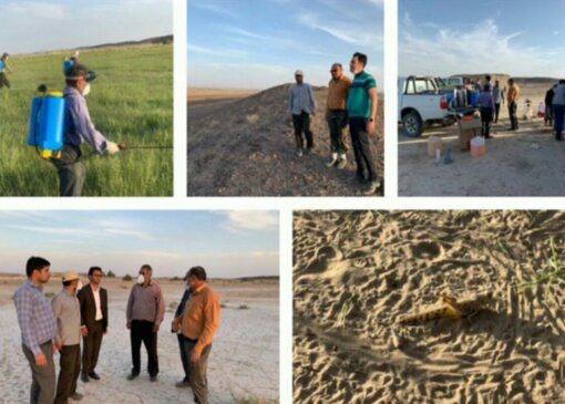 ملخ صحرایی تهدیدی بالقوه برای امنیت غذایی کشور است