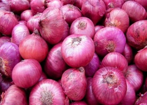 هسته‌ای در کشاورزی ــ 60| بیماری سفیدک پیاز، با فناوری هسته‌ای قابل کنترل است