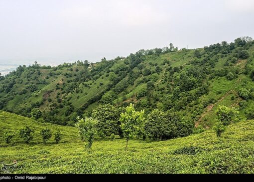 هیات مدیره جدید اتحادیه چای کشور انتخاب شدند