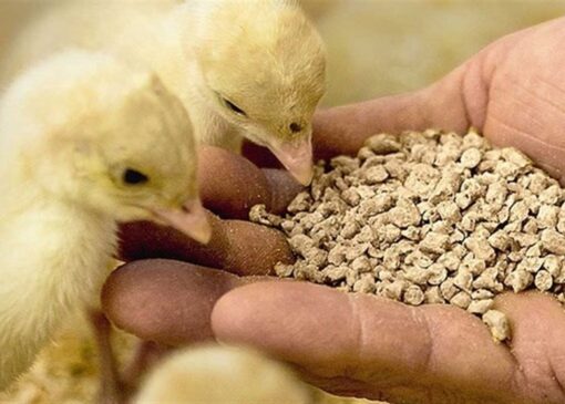 وعده وزیر برای ترخیص کامل محموله‌های نهاده معطل در بنادر