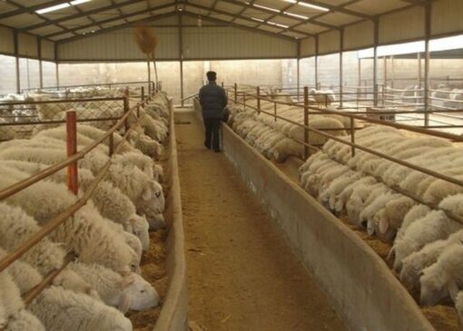 ۴.۸ میلیون تن کالای اساسی آماده ترخیص در بنادر کشور