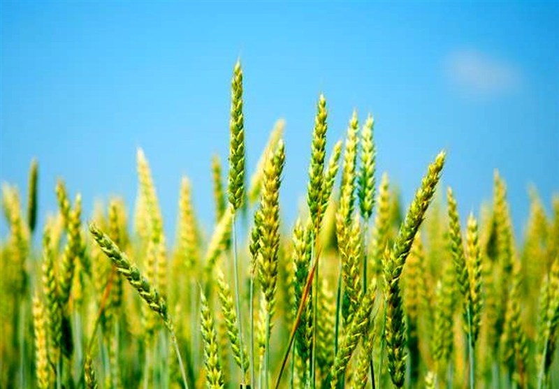 افزایش 2 تا 5 هزار تومانی قیمت گندم بر اساس کیفیت افزایش 2 تا 5 هزار تومانی قیمت گندم بر اساس کیفیت