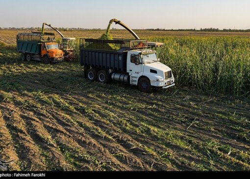هسته‌ای در کشاورزی ــ 82 |تولید ذرت مقاوم به آفات