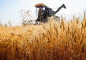 بازار غلات در آستانه تغییر توازن؛کاهش تولید صادرکنندگان بزرگ، زنگ خطر برای امنیت عرضه گندم