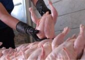 صادرات گوشت مرغ مجاز مشروط شد
