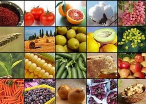 صادرات 15 محصول کشاورزی آزاد شد+ جدول
