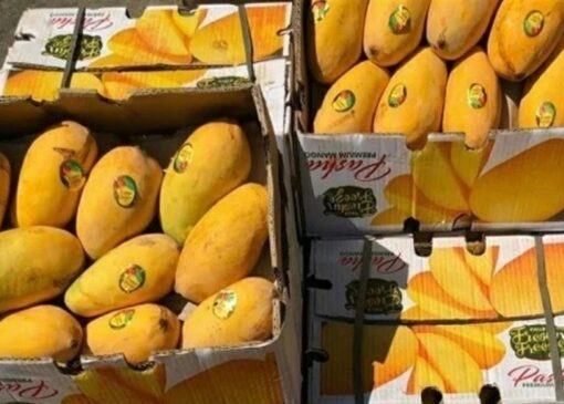 آغاز ثبت سفارش واردات انبه و چای