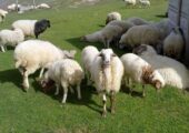 بازار گوشت گوسفندی زیر فشار هزینه های تولید؛ دامداران خواستار حمایت واقعی دولت هستند