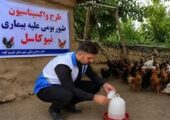 طیور بومی استان تهران علیه نیوکاسل رایگان واکسینه شدند