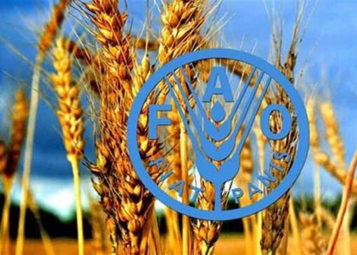 فائو: ایران امسال بیشتر از متوسط 5 ساله غله تولید می‌کند