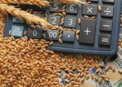 خرید گندم توسط دلالان تا ۶۰ هزار تومان در مناطق مرزی