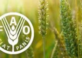 شاخص قیمت جهانی مواد غذایی در مسیر صعود؛ شکر پیشتاز گرانی