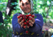 صادرات جهانی گیلاس به ۵.۸۵میلیارد دلار رسید؛ ایران در جایگاه ۳۲ صادراتی