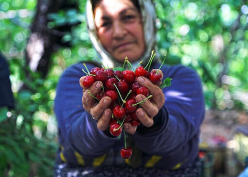 صادرات جهانی گیلاس به ۵.۸۵میلیارد دلار رسید؛ ایران در جایگاه ۳۲ صادراتی