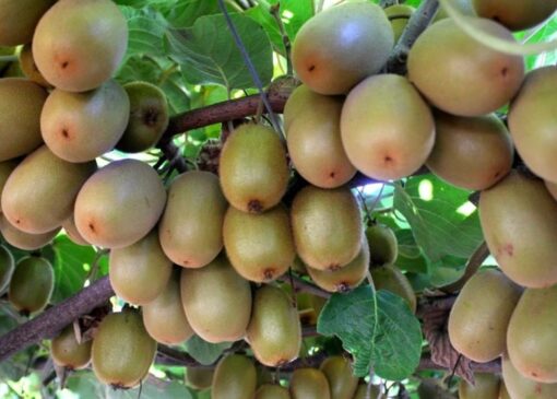 ممنوعیت صادرات کیوی زود تر ازموقع برداشته شد
