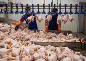 کاهش قیمت مرغ به 240 هزار تومان