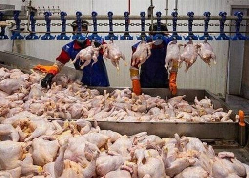 کاهش قیمت مرغ به 240 هزار تومان