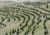 آغاز پویش ملی نهال‌کاری برای تحقق طرح کاشت یک میلیارد درخت